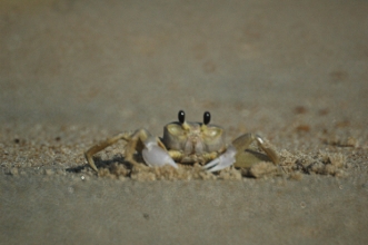 ghost crab image