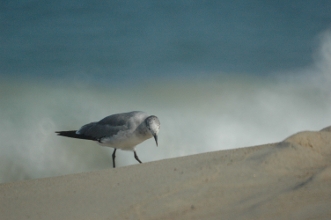 seagull image